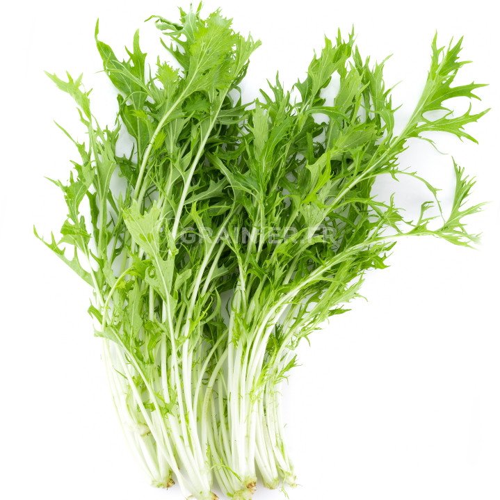  Chou-salade Mizuna, 水菜, Brassica rapa japonica image
